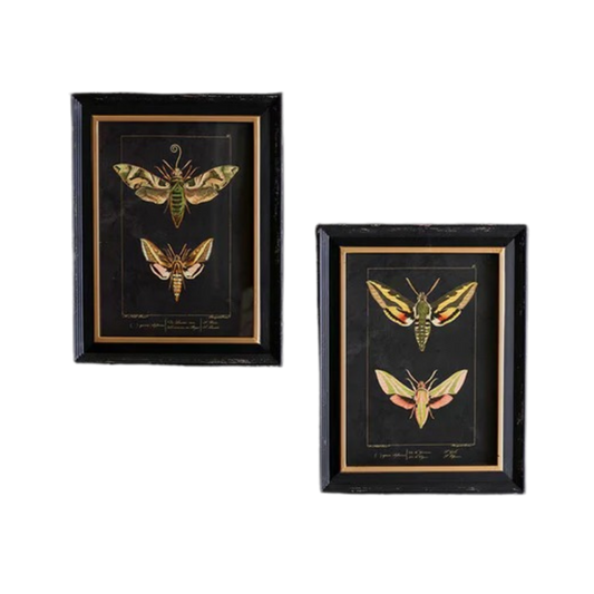 Set of 2 Framed Moth Prints Under Glass