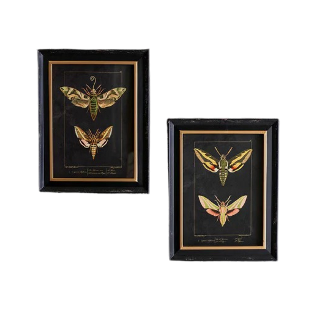 Two framed insect illustrations on a dark wall with a wooden table and decorative items.