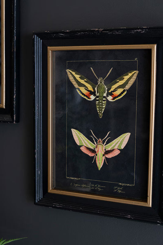 Framed artwork of two moths on a dark background